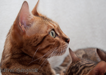 Bengal Cat rosetted